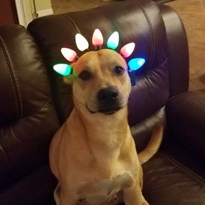 Meet your Posher, Cher